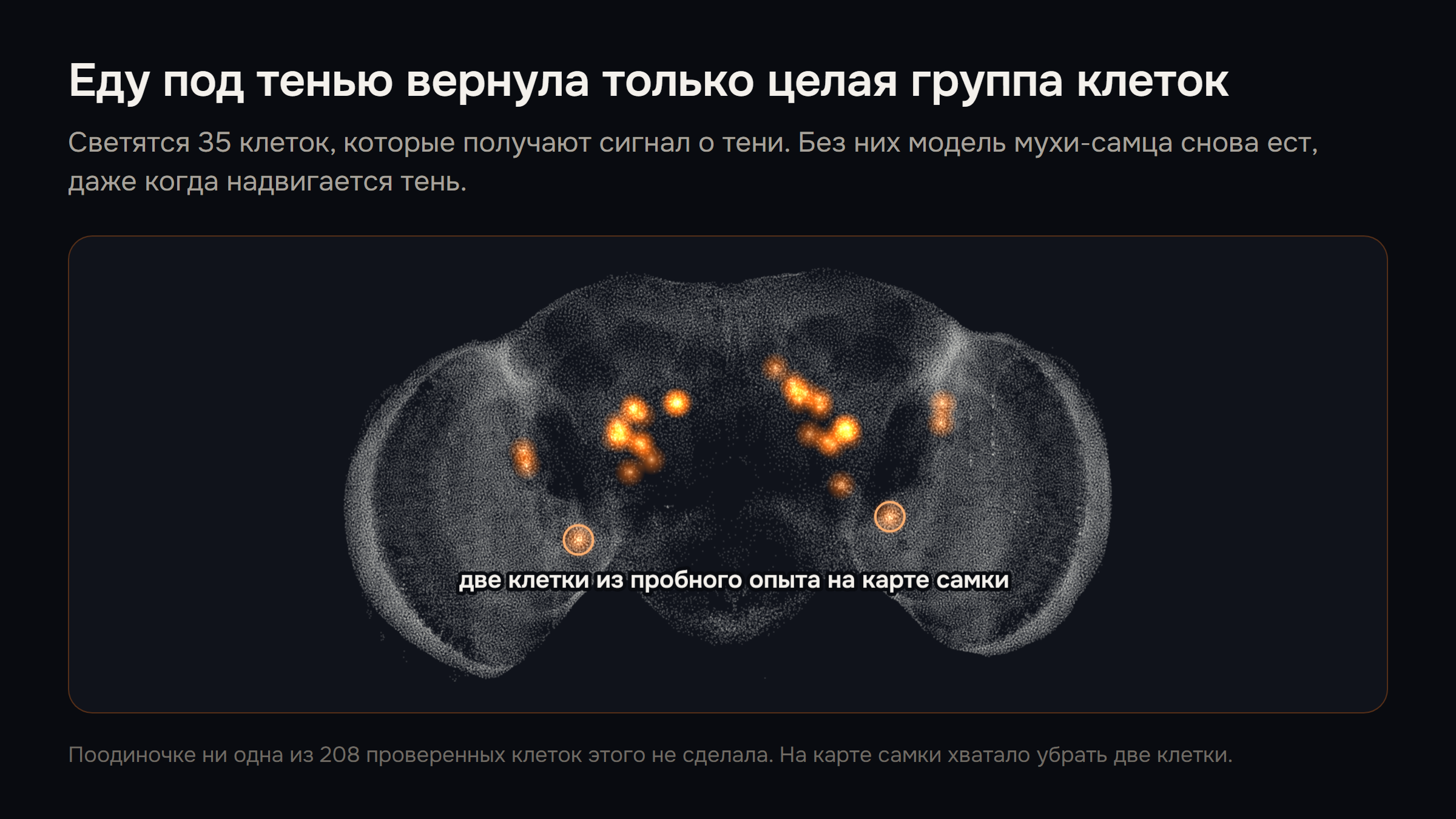 Мозг модели мухи-самца: светятся 35 клеток, которые получают сигнал о тени, кольцами отмечены две клетки из пробного опыта