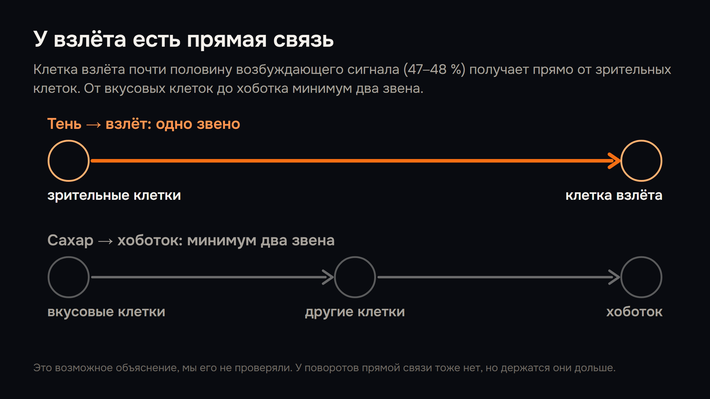 Схема: от зрительных клеток к клетке взлёта одно звено, от вкусовых клеток к хоботку минимум два звена