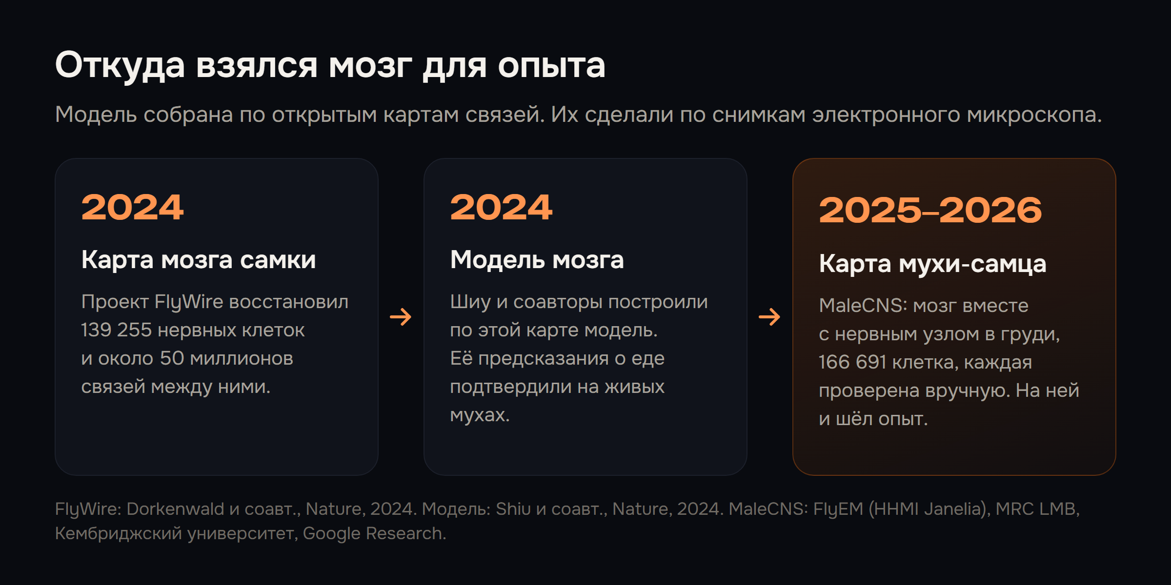 Три шага: карта мозга самки FlyWire в 2024 году, модель мозга Шиу и соавторов в 2024 году, карта нервной системы мухи-самца MaleCNS в 2025–2026 годах