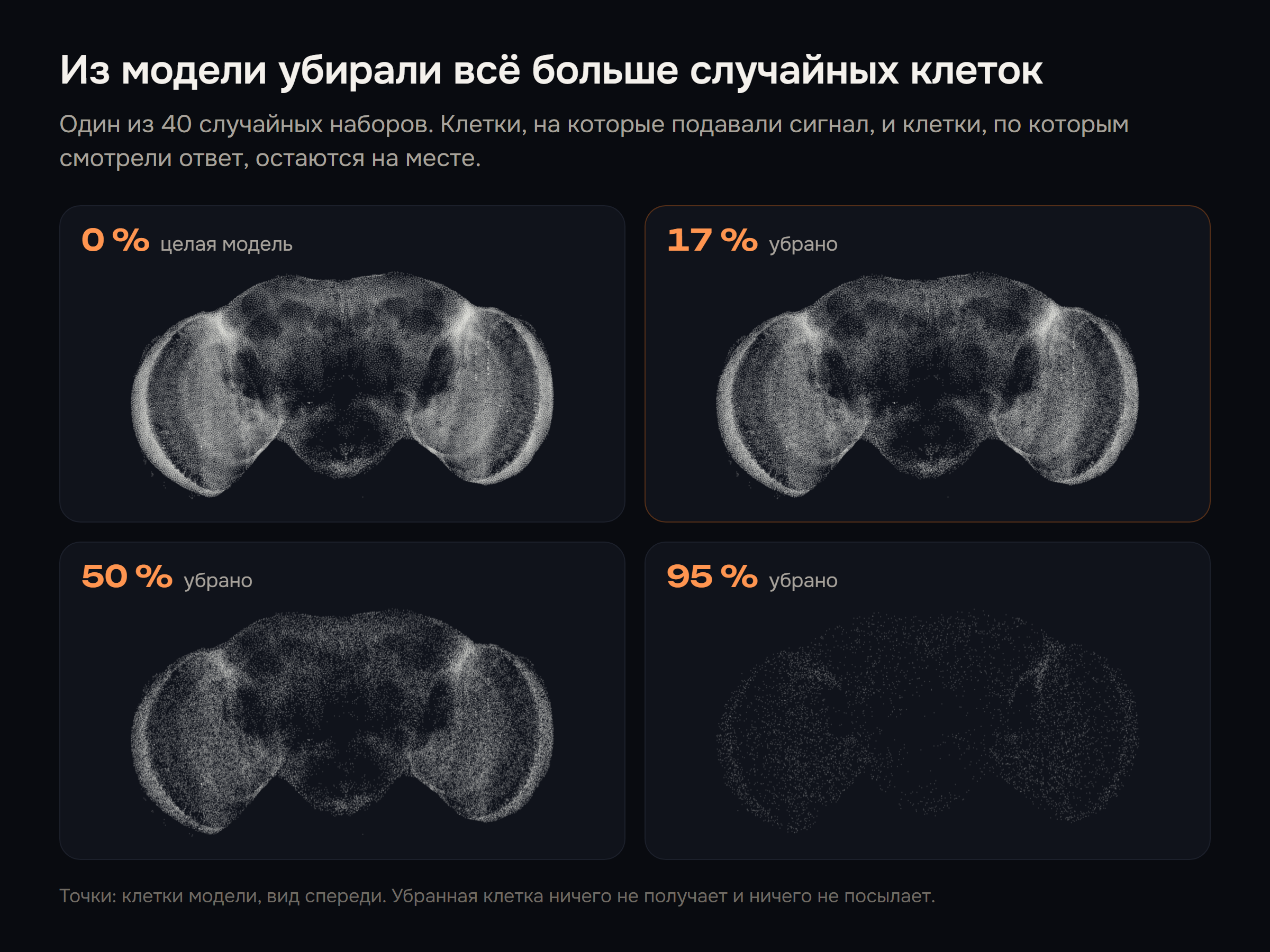 Мозг модели мухи, вид спереди: целиком, без 17 %, без 50 % и без 95 % случайных клеток